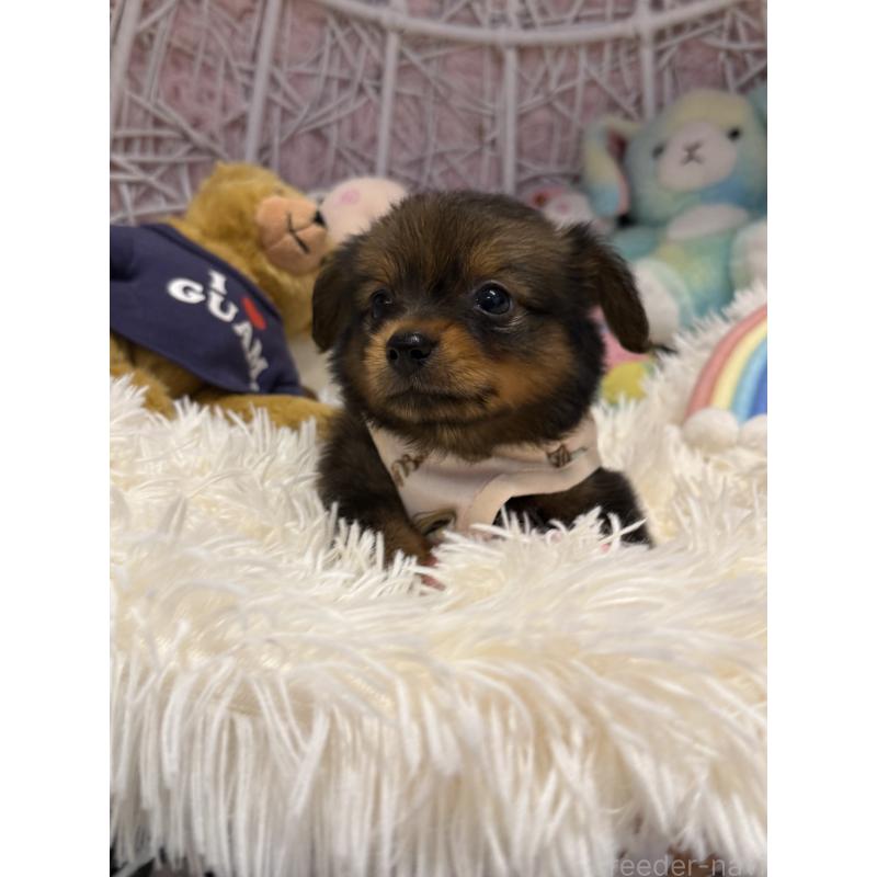 成約済の山形県のミックス犬-398838の4枚目