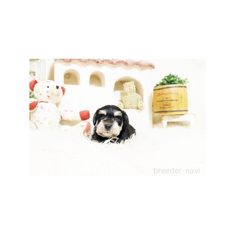 成約済の佐賀県のミニチュアシュナウザー-402366の2枚目