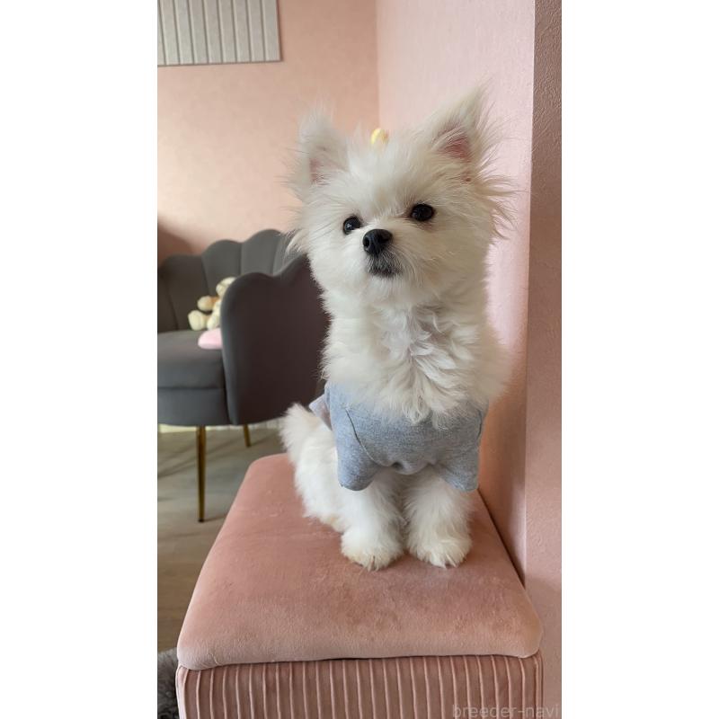 モエちゃん1枚目
