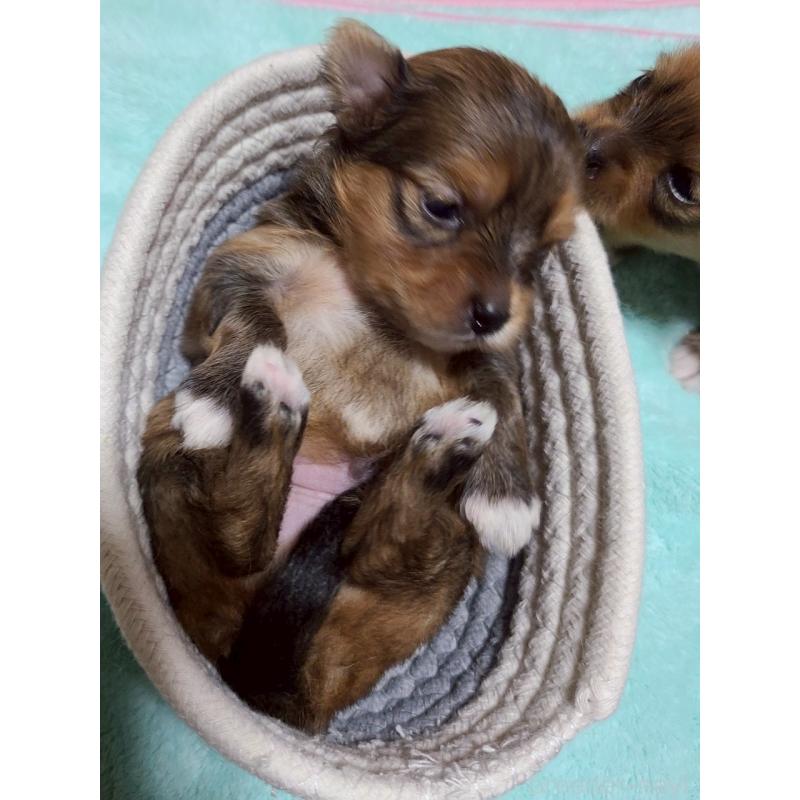 販売中の山形県のポメマル:ポメラニアン×マルチーズ-402372