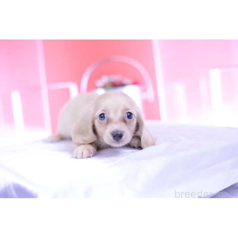 成約済の愛知県のカニンヘンダックスフンド(ロングヘアード)-399465の15枚目