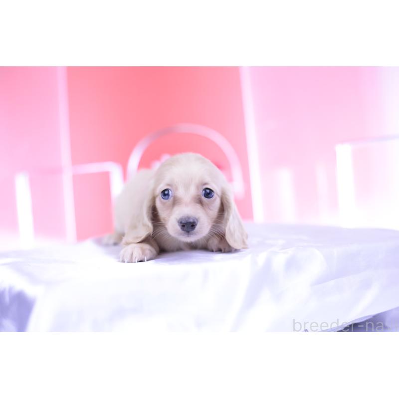 成約済の愛知県のカニンヘンダックスフンド(ロングヘアード)-399465の14枚目