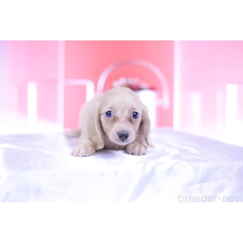 成約済の愛知県のカニンヘンダックスフンド(ロングヘアード)-399465の11枚目