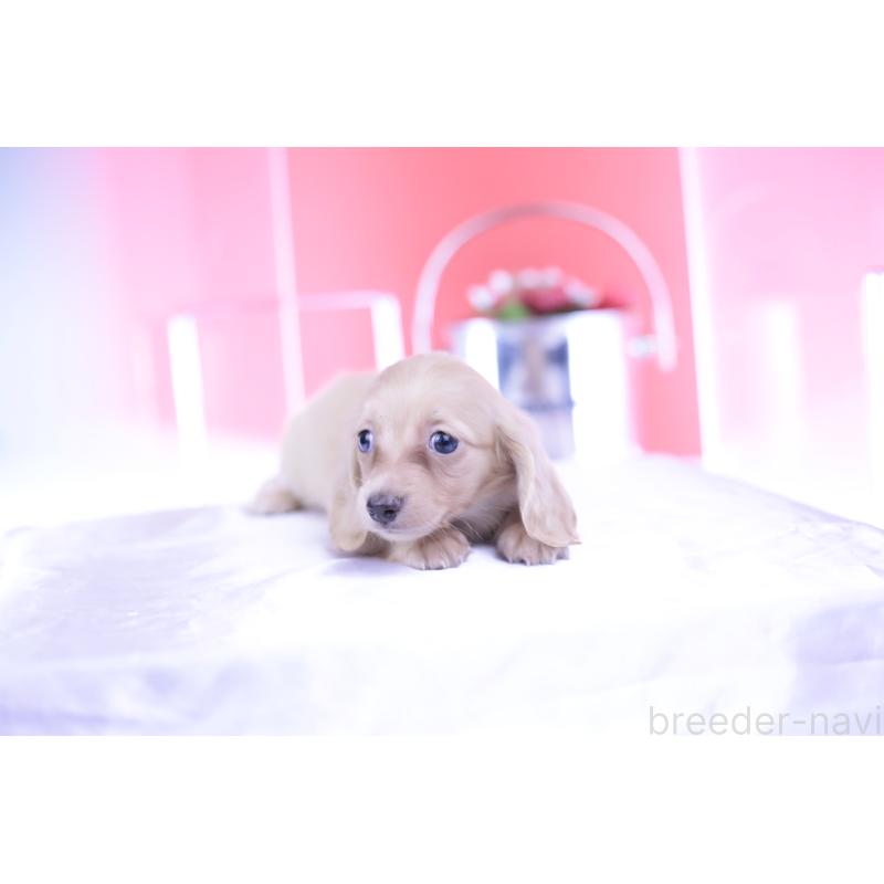 成約済の愛知県のカニンヘンダックスフンド(ロングヘアード)-399465の8枚目