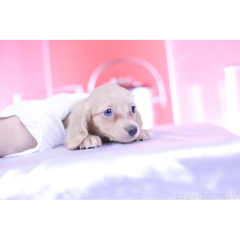 成約済の愛知県のカニンヘンダックスフンド(ロングヘアード)-399465の5枚目