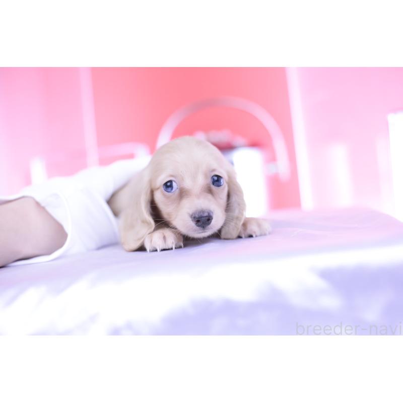 成約済の愛知県のカニンヘンダックスフンド(ロングヘアード)-399465の4枚目