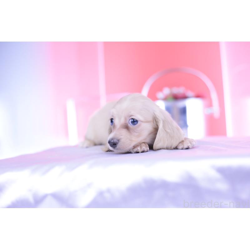 成約済の愛知県のカニンヘンダックスフンド(ロングヘアード)-399465の3枚目