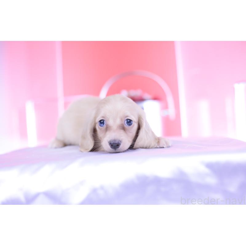 成約済の愛知県のカニンヘンダックスフンド(ロングヘアード)-399465の2枚目