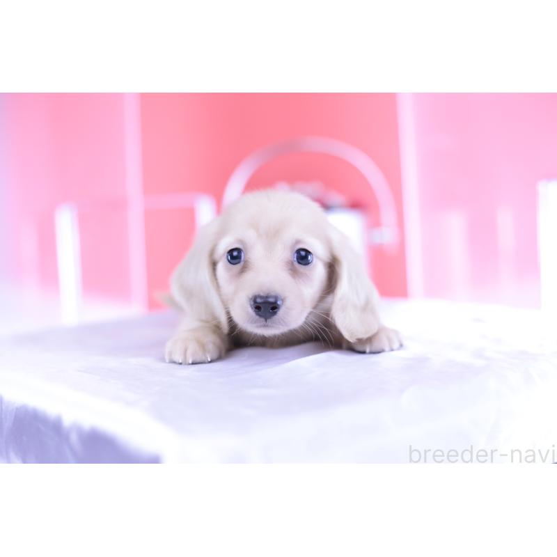 成約済の愛知県のカニンヘンダックスフンド(ロングヘアード)-399462の12枚目