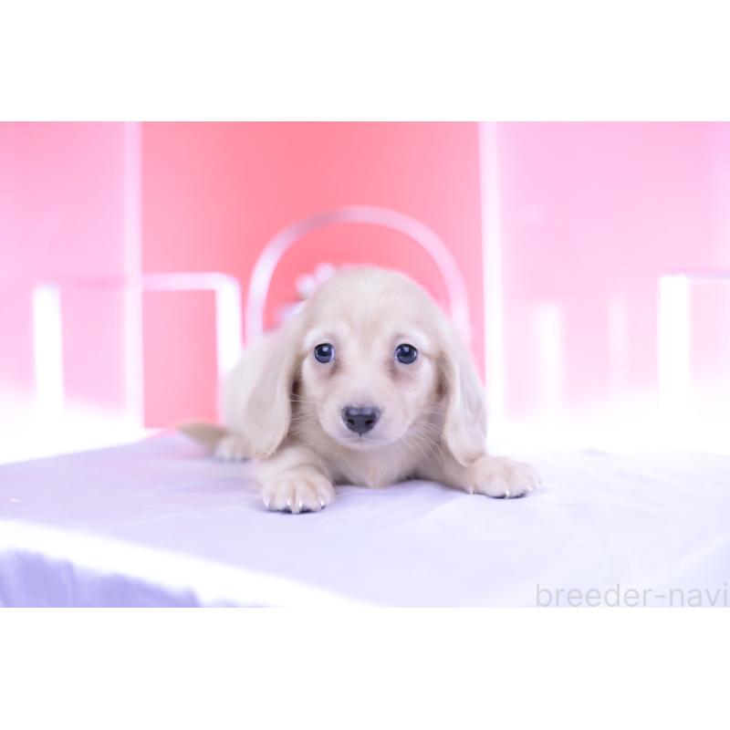 成約済の愛知県のカニンヘンダックスフンド(ロングヘアード)-399462の11枚目