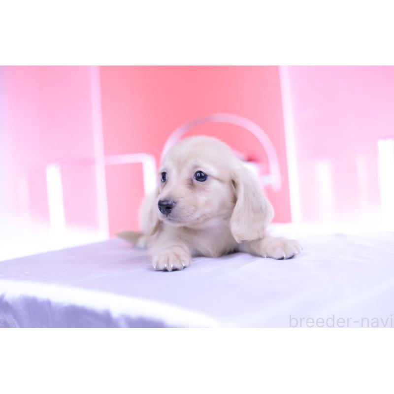 成約済の愛知県のカニンヘンダックスフンド(ロングヘアード)-399462の10枚目