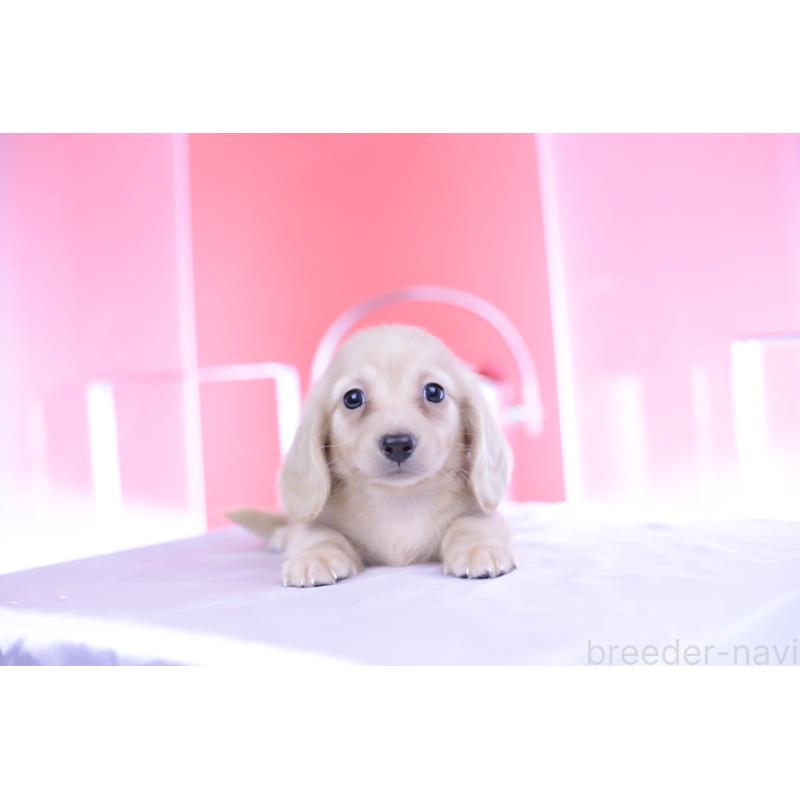 成約済の愛知県のカニンヘンダックスフンド(ロングヘアード)-399462の8枚目