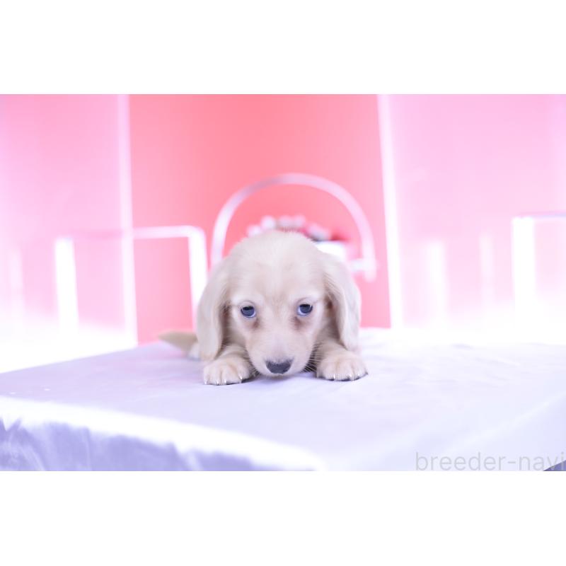 成約済の愛知県のカニンヘンダックスフンド(ロングヘアード)-399462の7枚目