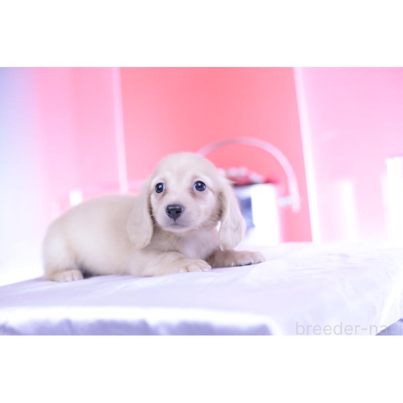 成約済の愛知県のカニンヘンダックスフンド(ロングヘアード)-399462の6枚目