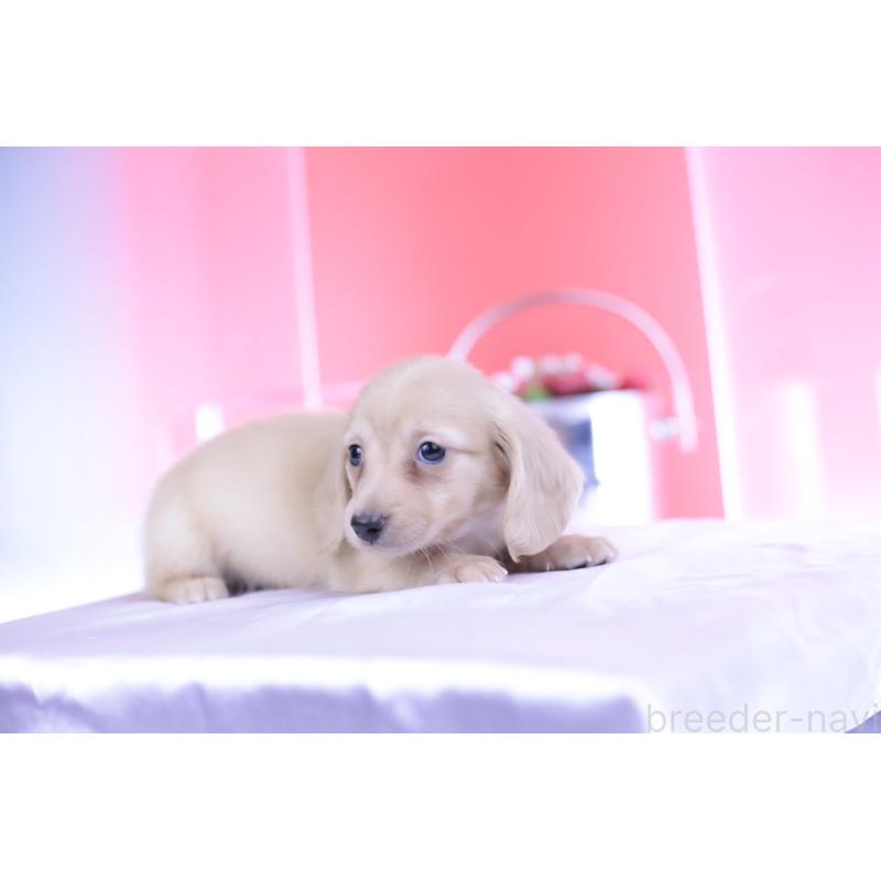 成約済の愛知県のカニンヘンダックスフンド(ロングヘアード)-399462の5枚目