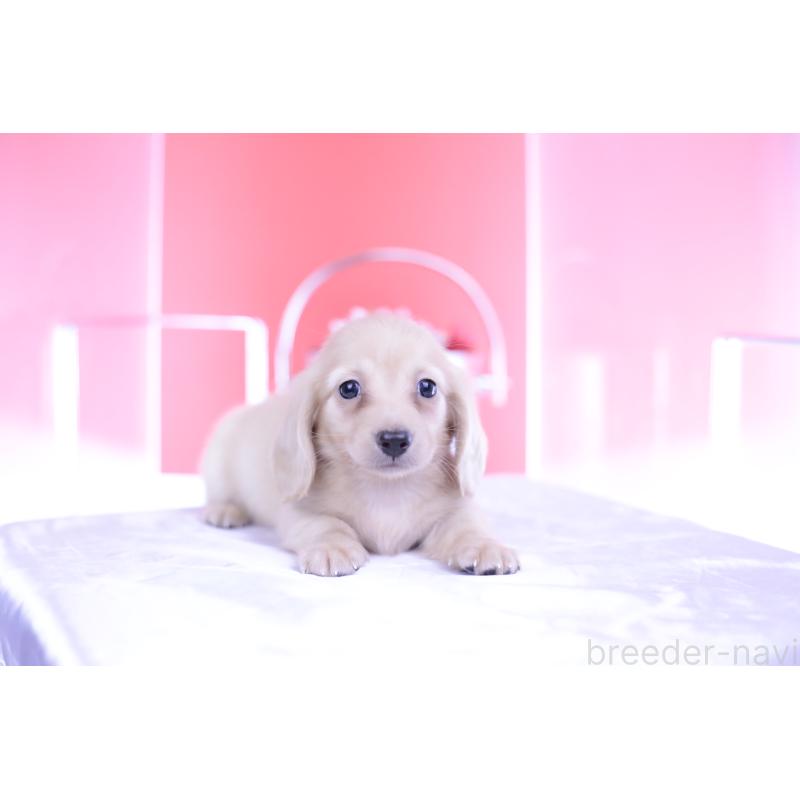 成約済の愛知県のカニンヘンダックスフンド(ロングヘアード)-399462の3枚目