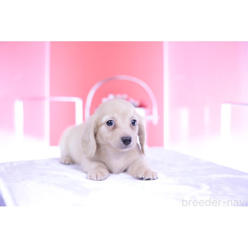 成約済の愛知県のカニンヘンダックスフンド(ロングヘアード)-399462の2枚目