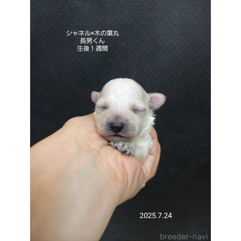 販売中の大阪府のティーカッププードル-400542の6枚目