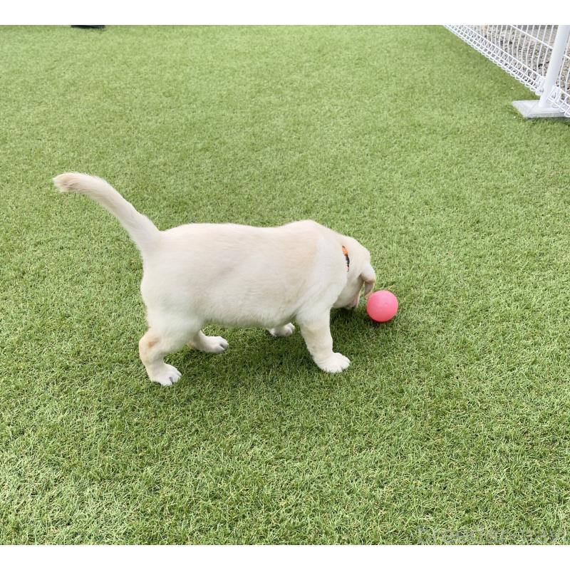 販売中の長野県のラブラドールレトリーバー-402138の3枚目