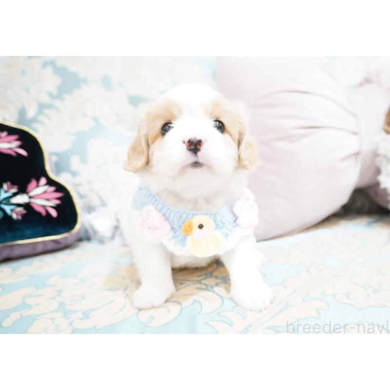 販売中の大阪府のミックス犬-402386の10枚目