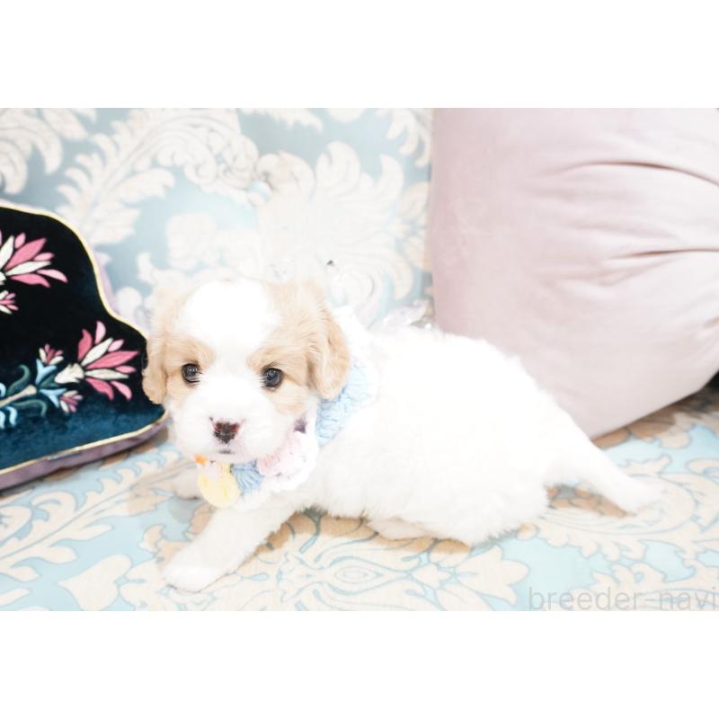 販売中の大阪府のミックス犬-402386の8枚目
