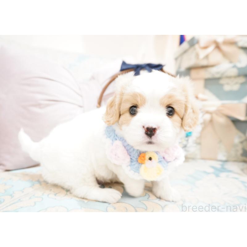 販売中の大阪府のミックス犬-402386の7枚目