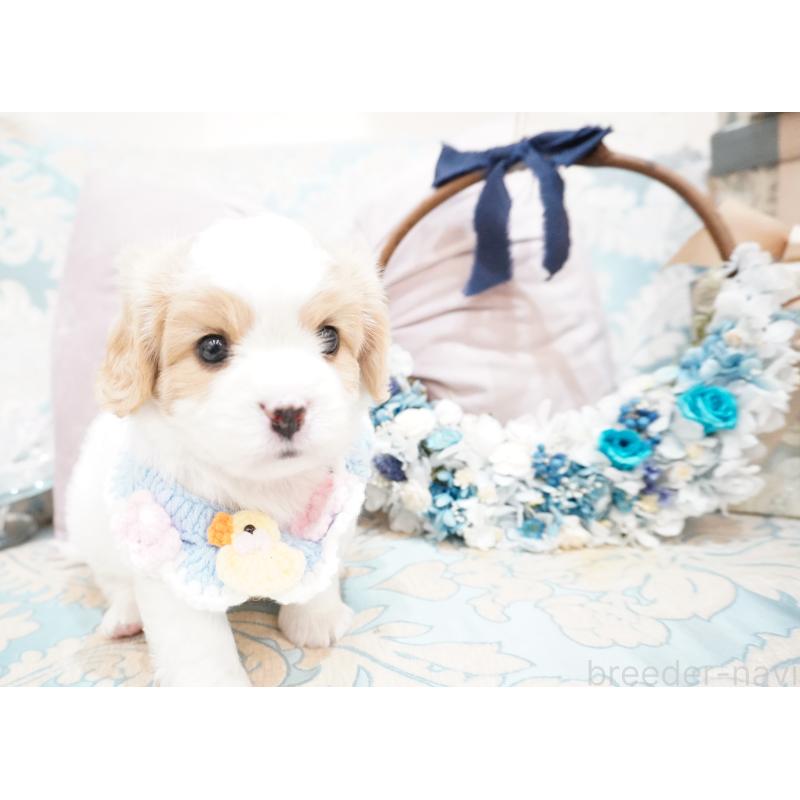 販売中の大阪府のミックス犬-402386の6枚目