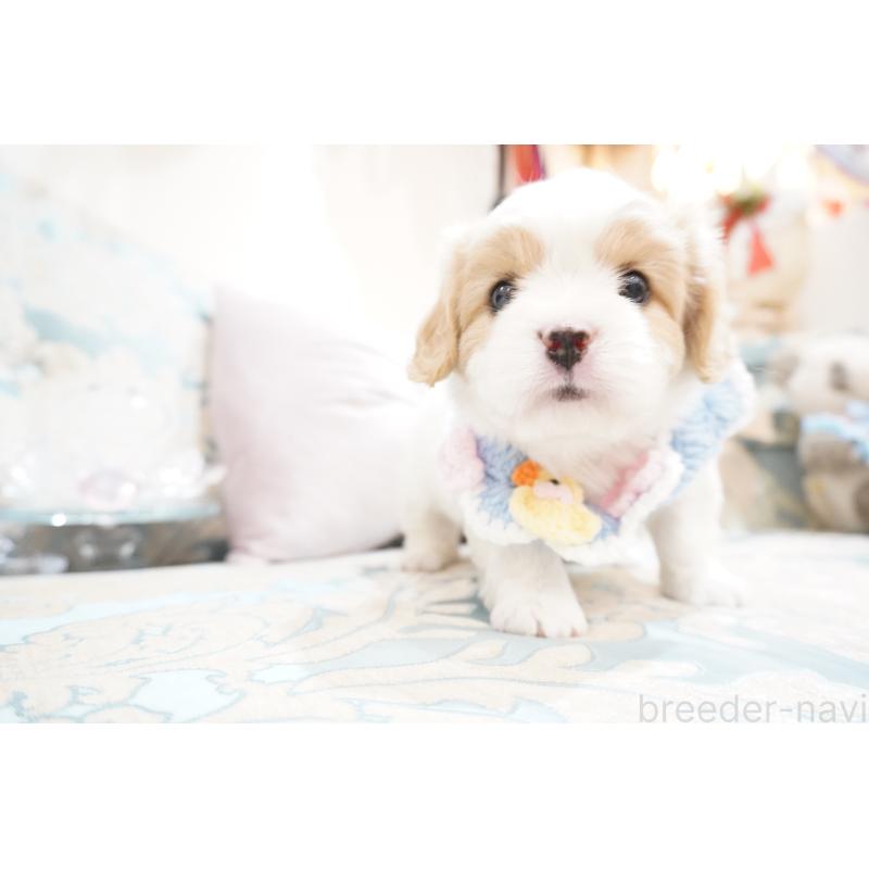 販売中の大阪府のミックス犬-402386の5枚目