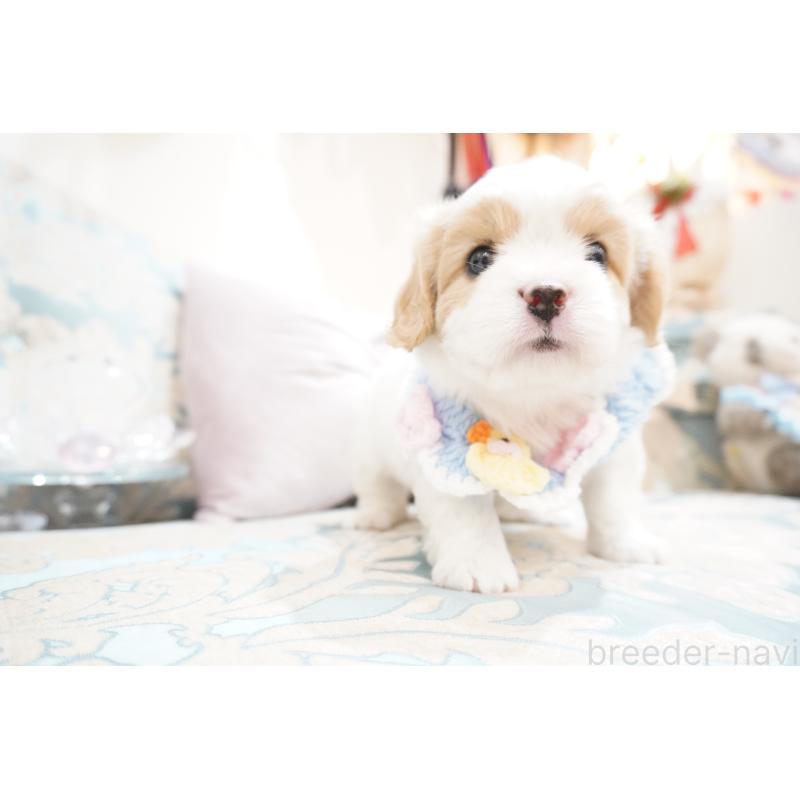 販売中の大阪府のミックス犬-402386の4枚目