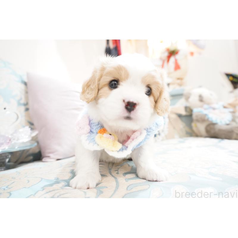 販売中の大阪府のミックス犬-402386の3枚目