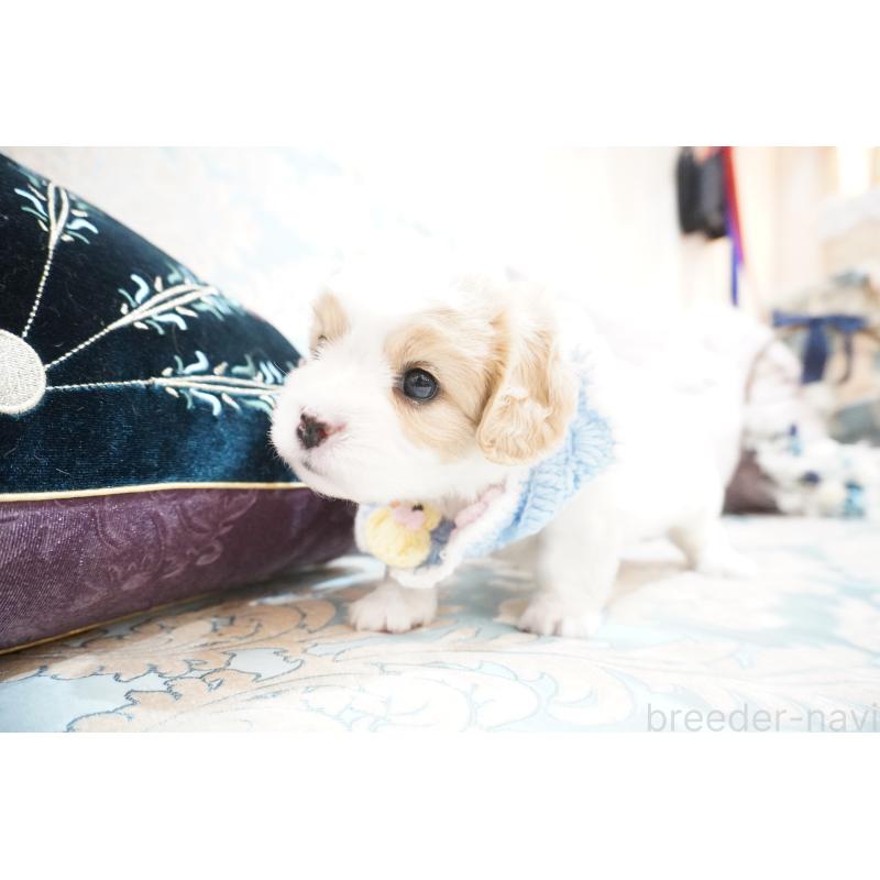 販売中の大阪府のミックス犬-402386の2枚目