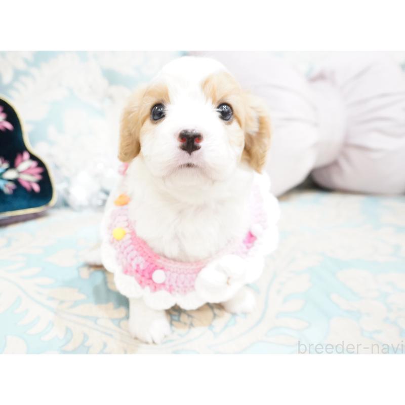 販売中の大阪府のミックス犬-402387の7枚目