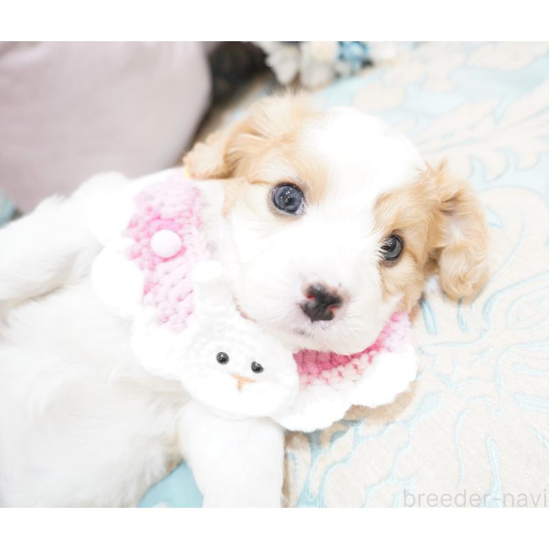販売中の大阪府のミックス犬-402387の3枚目