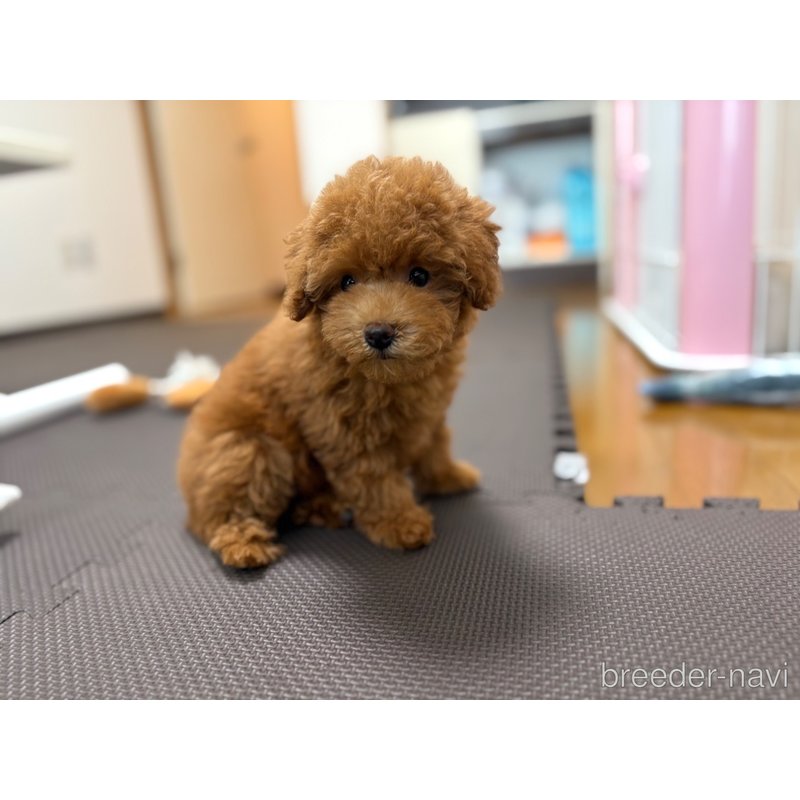 成約済の東京都のタイニープードル-397143の2枚目