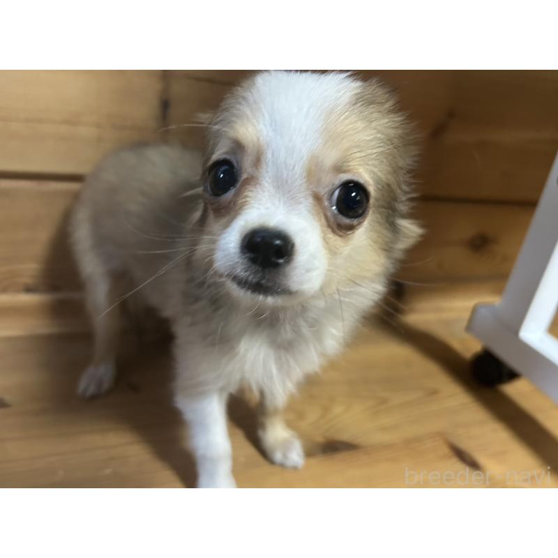 販売中の三重県のチワワ(ロングコート)-392841の3枚目