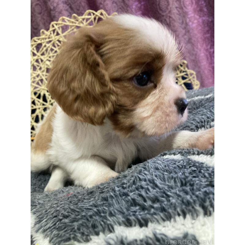 販売中の山形県のキャバリアキングチャールズスパニエル-402255の4枚目