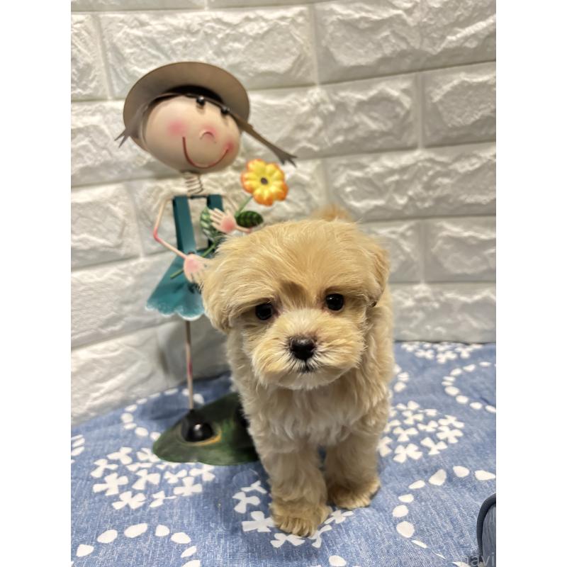 販売中の沖縄県のマルプー:マルチーズ×トイプードル-402391の3枚目
