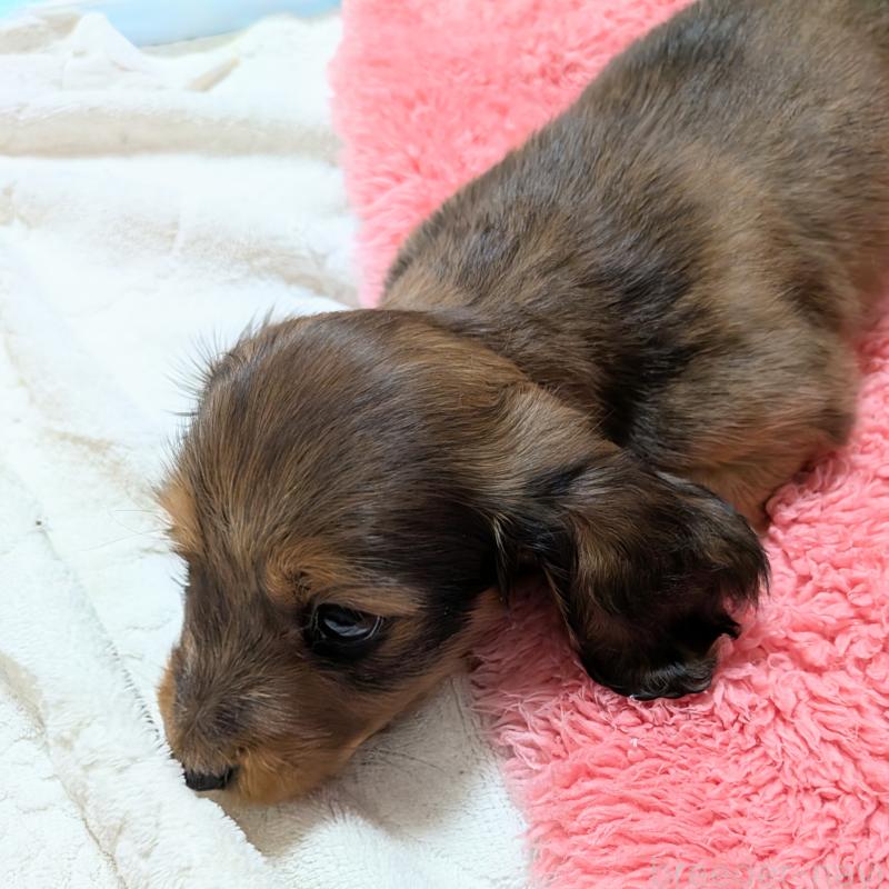 販売中の山形県のミニチュアダックスフンド(ロングヘアード)-402393の3枚目