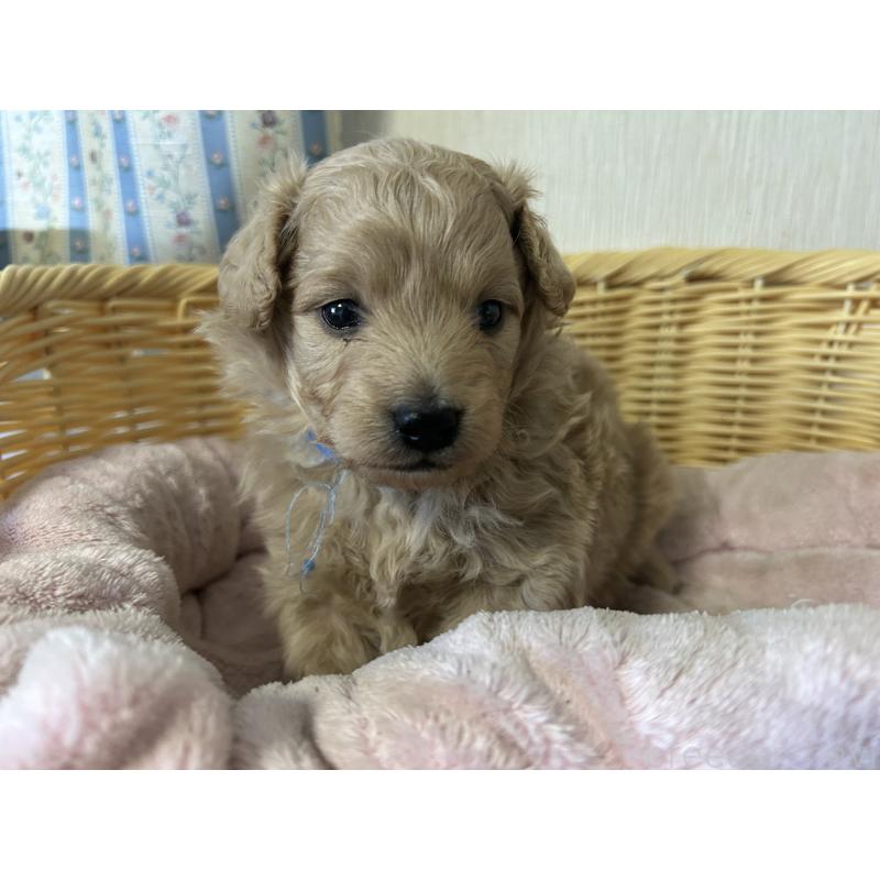 販売中の岡山県のミックス犬-401272の3枚目