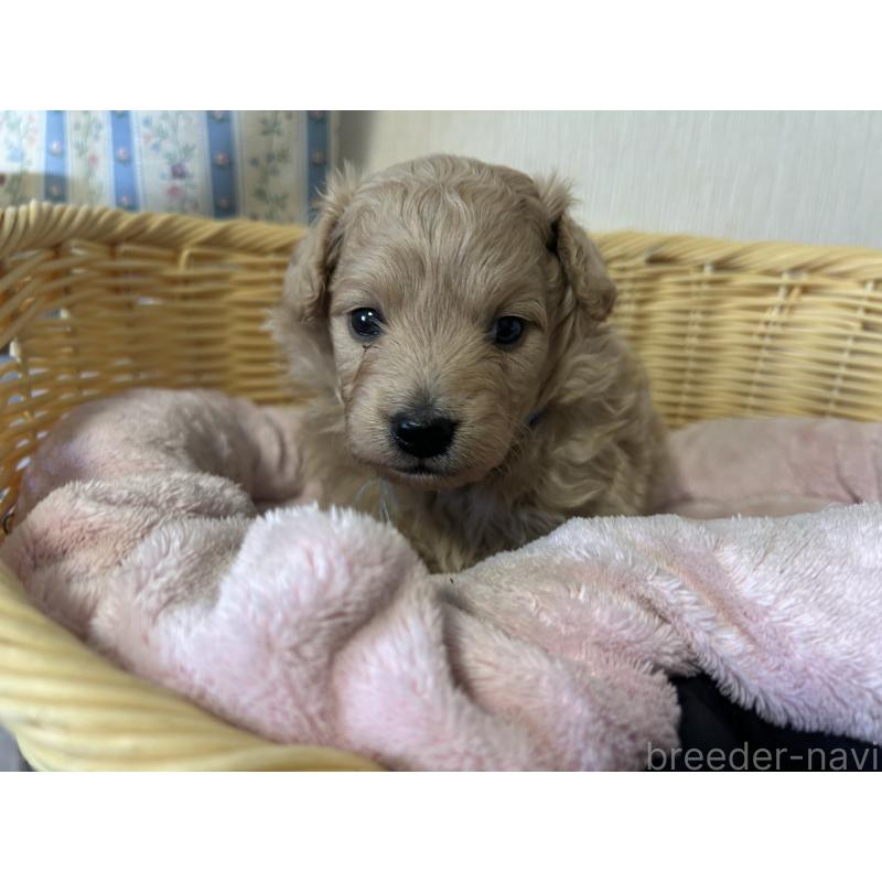 販売中の岡山県のミックス犬-401272の2枚目