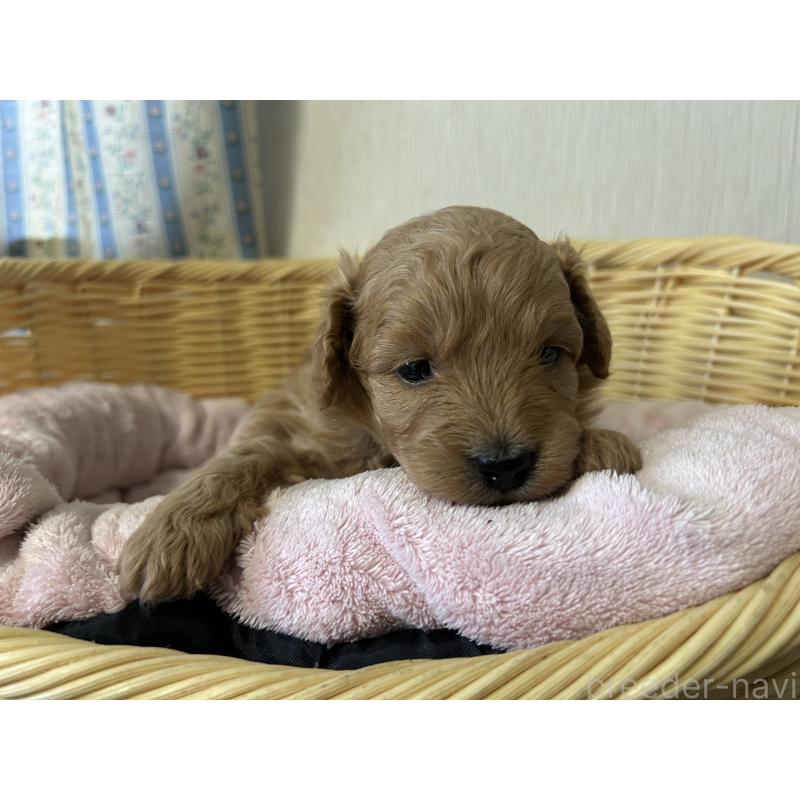 販売中の岡山県のミックス犬-401273の3枚目