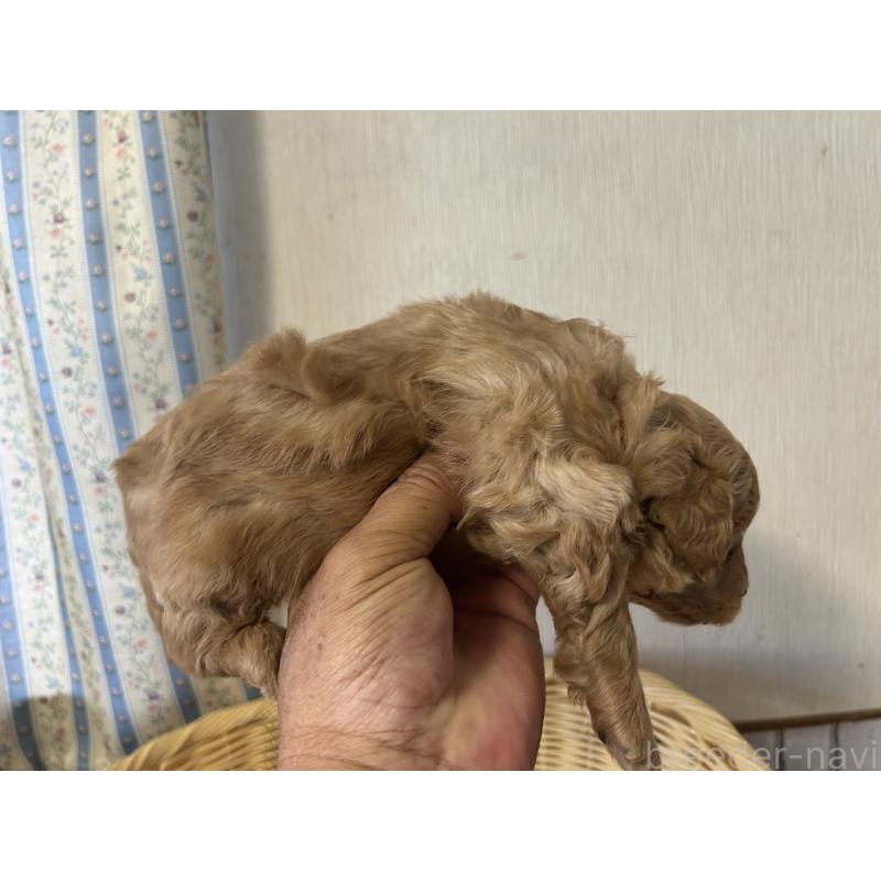 販売中の岡山県のミックス犬-401273の2枚目