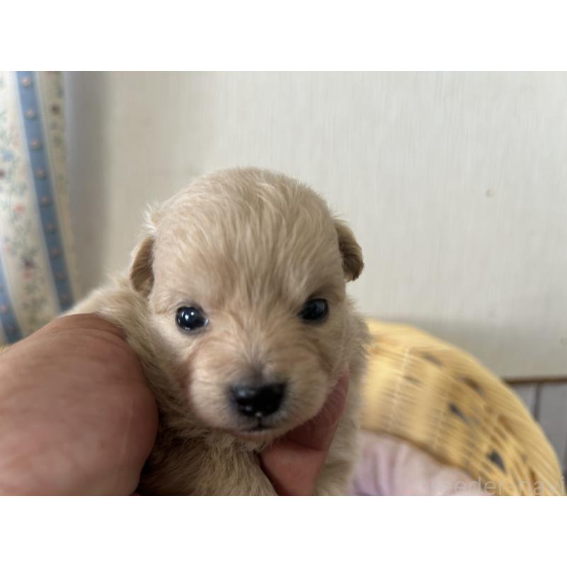 販売中の岡山県のミックス犬-401274の3枚目