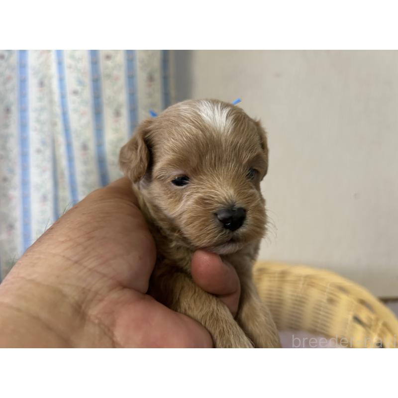 販売中の岡山県のミックス犬-402395の3枚目