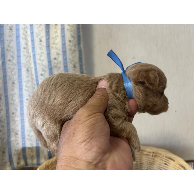 販売中の岡山県のミックス犬-402395の2枚目