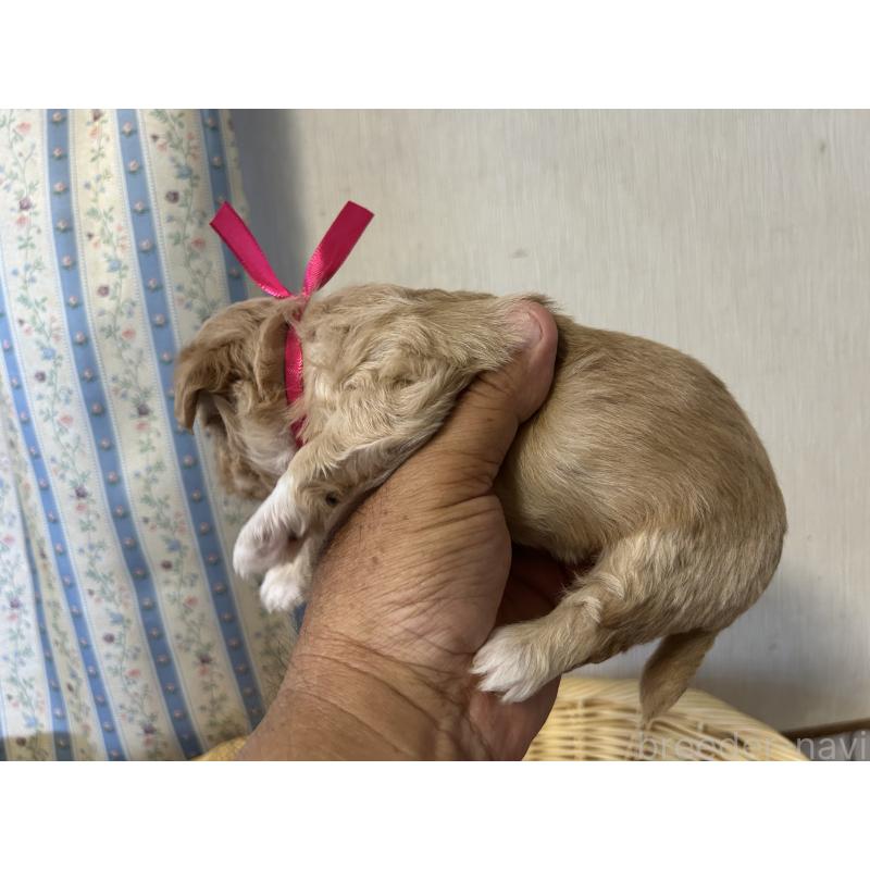 販売中の岡山県のミックス犬-402396の3枚目
