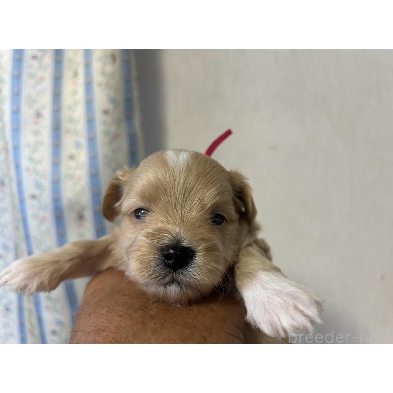 販売中の岡山県のミックス犬-402396の2枚目