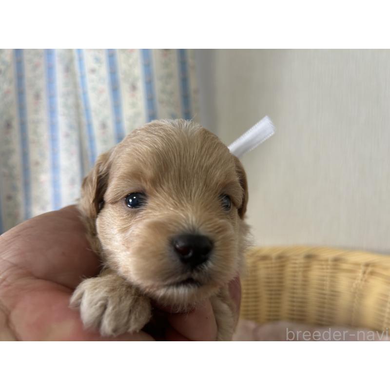 販売中の岡山県のミックス犬-402397の3枚目