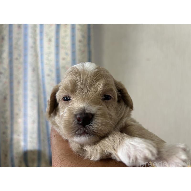 販売中の岡山県のミックス犬-402398の3枚目