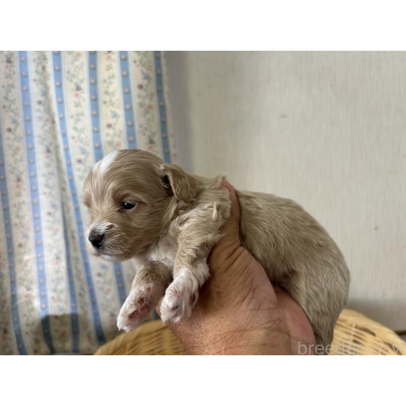 販売中の岡山県のミックス犬-402398の2枚目